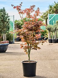 Acer jap. 'Green' (120-150)