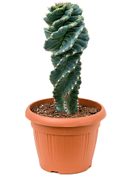 Fancy Queen of the Night Cereus jamacaru 'Spiralis' Indoor House Plants