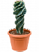 Fancy Queen of the Night Cereus jamacaru 'Spiralis' Indoor House Plants