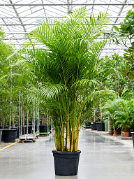 Lush Areca Palm Dypsis (Areca) lutescens Indoor House Plants