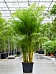 Lush Areca Palm Dypsis (Areca) lutescens Indoor House Plants