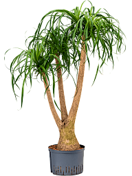 Tropical Ponytail Palm Beaucarnea recurvata Tall Indoor House Plants Trees