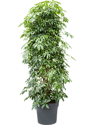 Easy-Care Umbrella Tree Schefflera arboricola 'Compacta' Tall Indoor House Plants Trees