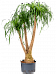 Tropical Ponytail Palm Beaucarnea recurvata Tall Indoor House Plants Trees