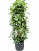 Easy-Care Umbrella Tree Schefflera arboricola 'Compacta' Tall Indoor House Plants Trees