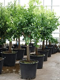 Cheerful Citrus lemon Tall Indoor House Plants Trees