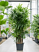 Tropical Lady Palm Rhapis excelsa Indoor House Plants