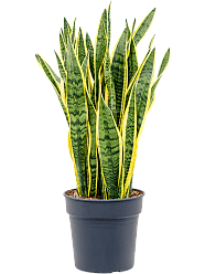 Elegant Snake Plant Sansevieria trifasciata 'Laurentii' Indoor House Plants