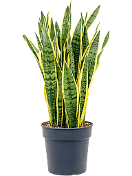 Elegant Snake Plant Sansevieria trifasciata 'Laurentii' Indoor House Plants