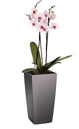 Blooming Phalaenopsis Orchid Standart in LECHUZA MAXI-CUBI Self-watering Planter, Total Height 50 cm