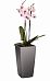 Blooming Phalaenopsis Orchid Standart in LECHUZA MAXI-CUBI Self-watering Planter, Total Height 50 cm