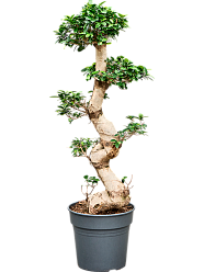 Lush Curtain Fig Ficus microcarpa 'Compacta' Tall Indoor House Plants Trees