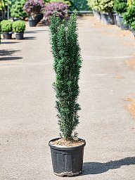 Photogenic English Yew Taxus baccata 'Fastigiata Robusta' Outdoor Plants
