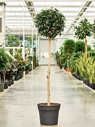 Lush Weeping Fig Ficus benjamina 'Danielle' Indoor House Plants