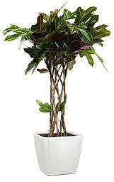 Codiaeum Cylinder in LECHUZA QUADRO LS Self-watering Planter, Total Height 120 cm