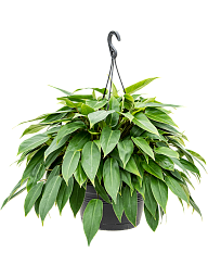 Lush Heart-Leaf Philodendron 'Minii' Indoor House Plants