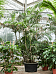 Lush MacArthur Palm Ptychosperma schefferi Tall Indoor House Plants Trees