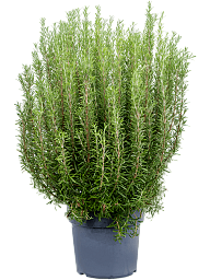 Cute Rosemary Rosmarinus officinalis Indoor House Plants