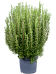 Cute Rosemary Rosmarinus officinalis Indoor House Plants