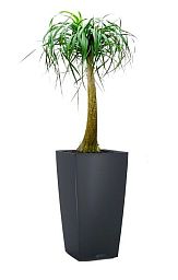 Nolina in LECHUZA CUBICO Color Self-watering Planter, Total Height 120 cm