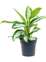 Striking Chinese Evergreen Aglaonema 'Diamond Bay' Indoor House Plants