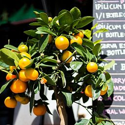 Tangerine Tree in LECHUZA CLASSICO LS Self-watering Planter, Total Height 85 cm