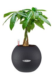 Pachira Aquatica in LECHUZA-PURO Self-watering Planter, Total Height 45 cm