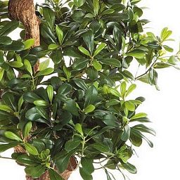 PITTOSPORUM Artificial Tree Plant
