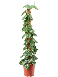Shade-loving Satin Pothos Scindapsus pictus 'Trebie' Indoor House Plants