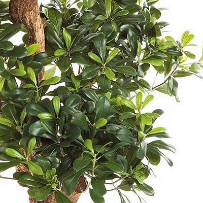 PITTOSPORUM Artificial Tree Plant