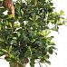 PITTOSPORUM Artificial Tree Plant