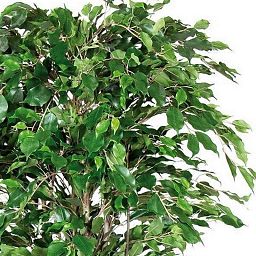FICUS EXOTICA DELUXE Artificial Tree Plant