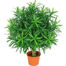 PODOCARPUS KUGEL DELUXE Artificial Tree Plant