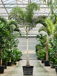 Tropical Foxtail Palm Wodyetia bifurcata Indoor House Plants