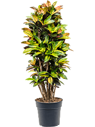 Colorful Croton (Codiaeum) variegatum 'Mrs. Iceton' Indoor House Plants