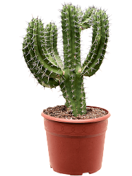 Easy-Care Polaskia chichipe Indoor House Plants