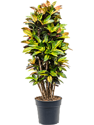 Colorful Croton (Codiaeum) variegatum 'Mrs. Iceton' Indoor House Plants