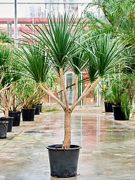 Easy-Care Dragon Tree Dracaena draco 'Compact' Tall Indoor House Plants Trees