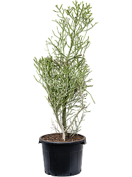 Easy-Care African Milk Tree Euphorbia fiherenensis Indoor House Plants