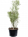 Easy-Care African Milk Tree Euphorbia fiherenensis Indoor House Plants
