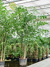 Lush Fishtail Palm Caryota mitis (650-725) Indoor House Plants