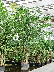 Lush Fishtail Palm Caryota mitis (650-725) Indoor House Plants