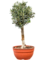 Showy Olive Olea europaea