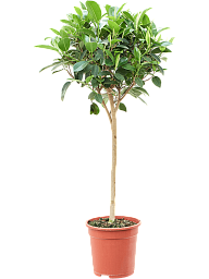 Lush Port Jackson Fig Ficu srubiginosa 'Australis' Tall Indoor House Plants Trees