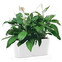 Blooming Spathiphyllum Sweet Chico in LECHUZA DELTA Self-watering Planter, Total Height 50 cm