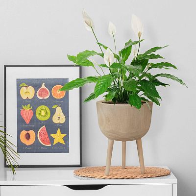 HORTICO GAIA Wooden House Planter with Legs, Tall Indoor Plant Pot Stand with Waterproof Liner