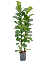 Lush Fiddle Leaf Fig Tree Ficus lyrata 'Bambino' Indoor House Plants
