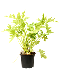 Philodendron selloum 'Gold'