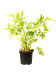 Philodendron selloum 'Gold'