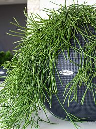 LECHUZA PURO Color Round Poly Resin Self-watering Planter